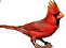 Cardinal