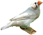 mandarin
