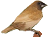 Moineau du Japon