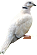 Tourterelle